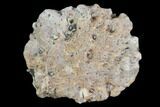 Fossil Phytosaur Scute - Arizona #88595-1